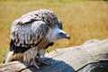 Vulture