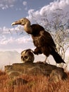 Vulture and Skull