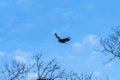 Vulture soaring in blue sky Royalty Free Stock Photo