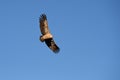 Vulture soaring through clear blue sky Royalty Free Stock Photo