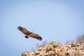 Vulture Soaring Royalty Free Stock Photo