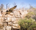 Vulture Soaring Royalty Free Stock Photo