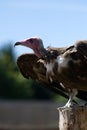 Vulture Stilling looking Royalty Free Stock Photo