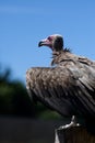 Vulture Stilling looking Royalty Free Stock Photo