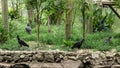 Vulture sunbathing with a beautiful nature background Royalty Free Stock Photo