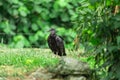 Vulture sunbathing with a beautiful nature background Royalty Free Stock Photo