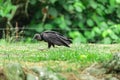 Vulture sunbathing with a beautiful nature background Royalty Free Stock Photo