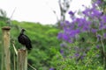 Vulture sunbathing with a beautiful nature background Royalty Free Stock Photo