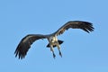 Vulture Swooping Royalty Free Stock Photo