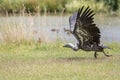 Vulture taking off by watering hole. African safari wildlife image