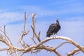 Vulture at Top of Tree Royalty Free Stock Photo