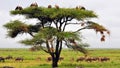 Vulture Tree
