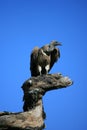 Vulture on tree