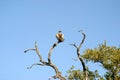 Vulture in a Tree Royalty Free Stock Photo