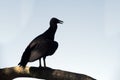 Vulture on tree branch in backlight