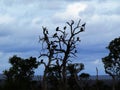 Vulture Tree