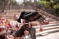 Vulture tree trunk waiting for his daily snack