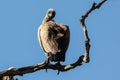 A vulture is on a twisted branch of a tree.