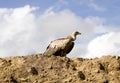 Vulture in wild Royalty Free Stock Photo
