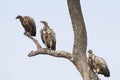 Vultures