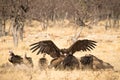 Vultures Royalty Free Stock Photo