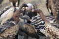 Vultures cut up caracasses of zebra, fight for food, Serengeti. Wildlife in Tanzania Royalty Free Stock Photo