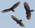 Vultures Royalty Free Stock Photo