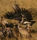 Vultures on akill Royalty Free Stock Photo