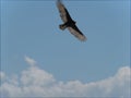 Vultures at Big Beach Praia Grande Royalty Free Stock Photo