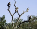 Vultures - Birds of The Great Lumpopo Transfrontier Park