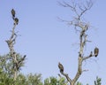 Vultures - Birds of The Great Lumpopo Transfrontier Park