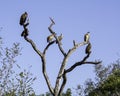 Vultures - Birds of The Great Lumpopo Transfrontier Park