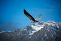 Vultures blue sky mountain peak soar fly free