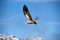 Vultures blue sky mountain peak soar fly free