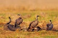 Vultures with bull carcass. White-backed vulture, Gyps africanus, in the nature habitat. Bird group with catch. Okavango delta, Royalty Free Stock Photo