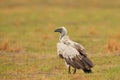 Vultures with bull carcass. White-backed vulture, Gyps africanus, in the nature habitat. Bird group with catch. Okavango delta,