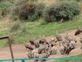 Vultures on the burial platform