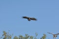 Vultures circuling Royalty Free Stock Photo