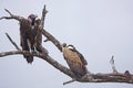 Vultures in a dead tree