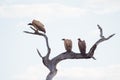 Vultures on dead tree. Madikwe Game Reserve, South Africa Royalty Free Stock Photo