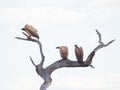 Vultures on dead tree. Madikwe Game Reserve, South Africa Royalty Free Stock Photo