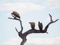 Vultures on dead tree. Madikwe Game Reserve, South Africa Royalty Free Stock Photo