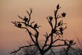 Vultures in a dead tree silhouetted against evening sky Royalty Free Stock Photo