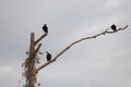 vultures in a dead tree Royalty Free Stock Photo