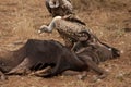 Vultures eat a Gnu