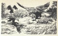 Vultures eat horse carcasses. Old black and white illustration. Vintage drawing. Illustration by Zdenek Burian. Royalty Free Stock Photo