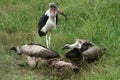 Vultures Eating - Serengeti, Tanzania, Africa Royalty Free Stock Photo