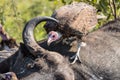 Vultures Feeding on a Buffalo Carcass Royalty Free Stock Photo
