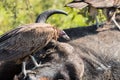 Vultures Feeding on a Buffalo Carcass Royalty Free Stock Photo