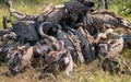 Vultures Feeding on a Buffalo Carcass Royalty Free Stock Photo